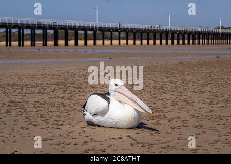 Pelican, der am Sandstrand liegt Stockfoto