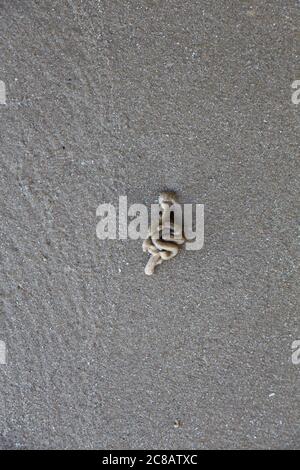 Quickly squiggle wurmförmige Hügel links an einem Strand in Essex, als ein Lugworm kam und ist weg Stockfoto