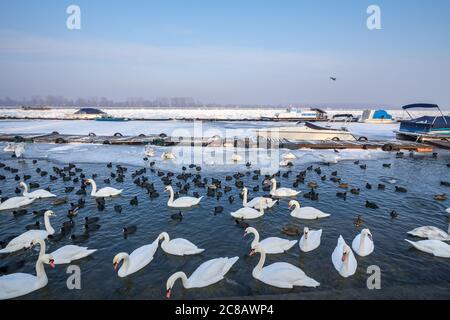 Schar von Schwäne, schwarz-weiß Arten auf der gefrorenen Donau, in Zemun, Belgrad, Serbien mit Eis aus dem Wasser springen. Schwäne oder cygnus sind es Stockfoto