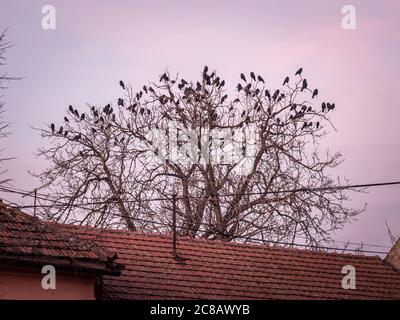 Krähen und Raben brüten und stehen im Winter auf einem Baum, ohne Blätter. Es ist ein typischer Wintervogel in Europa. Bild von einem Baum voller Vögel, bla Stockfoto