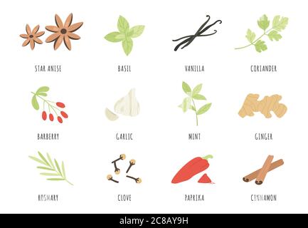 Gewürze. Handgezeichnete Kräuter und Gewürze Sternanis, Basilikum und Ingwer, Knoblauch. Zimt, Vanille und Paprika, Minze und Rosmarin, Nelken-Vektor-Set. Aromatisch Stock Vektor