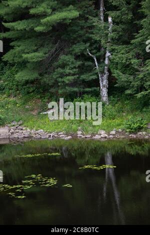 Birke am grünen Flussufer im Sommer in Ontario Kanada Stockfoto