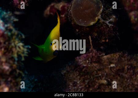 Ein Felsenschönheit Angelfisch, Chaetodon capistratus, am Riff in Bonaire, Niederlande. Holacanthus tricolor Stockfoto