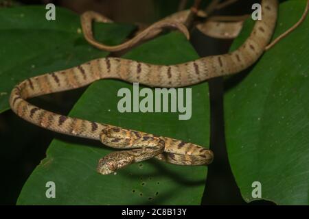 Eine junge, weiß gefleckte Katzenschlange (Boiga drapiezii) aus Malaysischen Borneo in Südostasien. Stockfoto