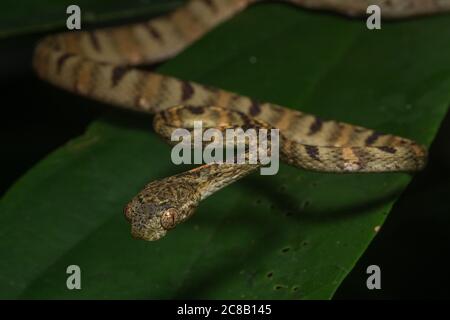 Eine junge, weiß gefleckte Katzenschlange (Boiga drapiezii) aus Malaysischen Borneo in Südostasien. Stockfoto