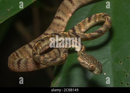 Eine junge, weiß gefleckte Katzenschlange (Boiga drapiezii) aus Malaysischen Borneo in Südostasien. Stockfoto