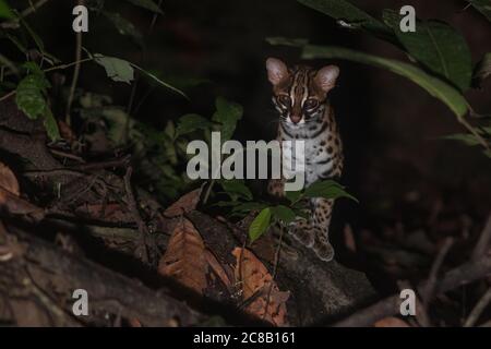 Sunda Leopardenkatze (Prionailurus javanensis) bei Nacht im Dschungel, gesehen auf der Insel Borneo. Stockfoto