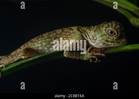 Eine junge borneanische Anglehead-Eidechse (Gonocephalus borneensis), die nachts auf einem Zweig im Dschungel von Borneo schläft. Stockfoto