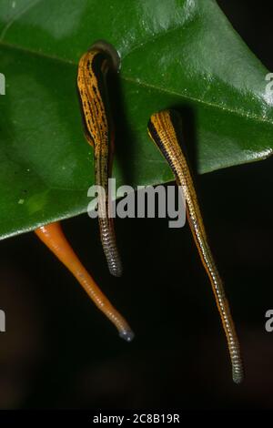 Ein Trio von Tigerleeches (Haemadipsa picta) auf einem Blatt, bereit, sich an Passanten zu verriegeln. Stockfoto