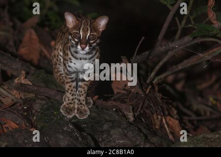 Sunda Leopardenkatze (Prionailurus javanensis) bei Nacht im Dschungel, gesehen auf der Insel Borneo. Stockfoto