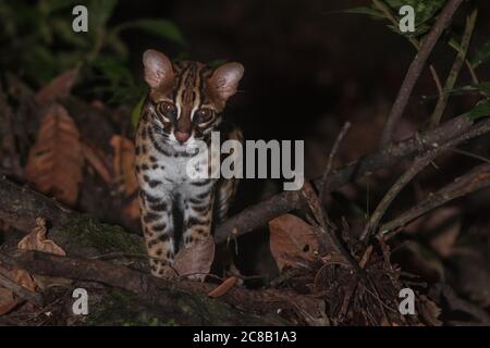 Sunda Leopardenkatze (Prionailurus javanensis) bei Nacht im Dschungel, gesehen auf der Insel Borneo. Stockfoto