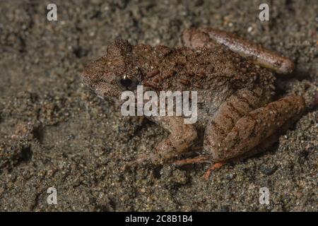 Rough Guardian Frog (Limnonectes finchi) eine Froschart, die in den Wäldern von Borneo gefunden wird. Stockfoto