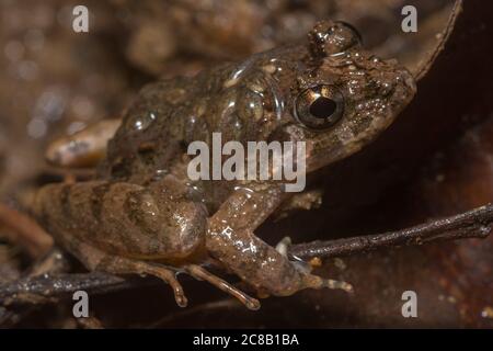 Rough Guardian Frog (Limnonectes finchi), ein Männchen trägt seine Kaulquappen auf dem Rücken. Dieser Frosch ist endemisch in Borneo. Stockfoto