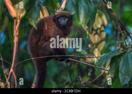 Ein brauner Titi-Affe aus dem Amazonas-Regenwald im peruanischen Amazonas in der Nähe der Biologischen Station Los Amigos. Stockfoto