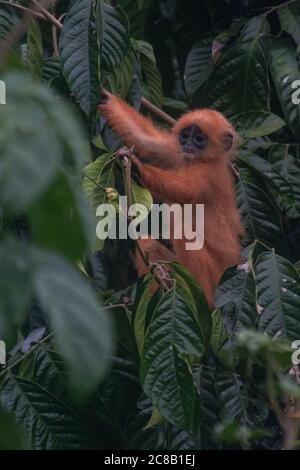 Ein junger Rotblättrige Affe (Presbytis rubicunda) in einem Baum, der Blätter in Borneo frisst. Stockfoto