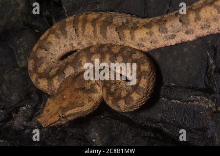 Bornean-Blattnasenviper (Trimeresurus borneensis) eine giftige Pitviper, die auf der Insel Borneo in Asien endemisch ist. Stockfoto