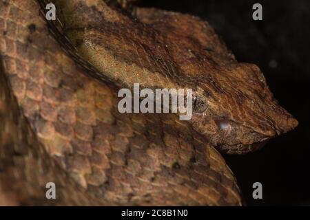 Bornean-Blattnasenviper (Trimeresurus borneensis) eine giftige Pitviper, die auf der Insel Borneo in Asien endemisch ist. Stockfoto