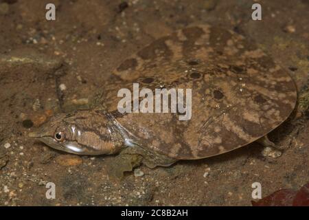 Malayische Softshell-Schildkröte (Dogania subplana), ein Jugendlicher aus einem Dschungelstrom in Borneo. Stockfoto