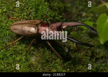 Cyclommatus montanellus, ein beeindruckender Hirschkäfer von der Insel Borneo. Stockfoto