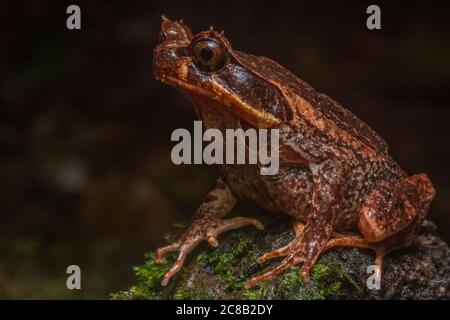 Kinabalu gehörnte Frosch oder Balu-Spadwurz Kröte (Xenophrys baluensis) eine einzigartige Art von Frosch endemisch in der Gegend des Mount Kinabalu National Park, Borneo. Stockfoto