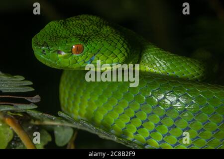 Sabah Bambus-Pitviper (Trimeresurus sabahi) eine wunderschöne Pit-Viper-Art, die in den Regenwäldern von Borneo endemisch ist Stockfoto