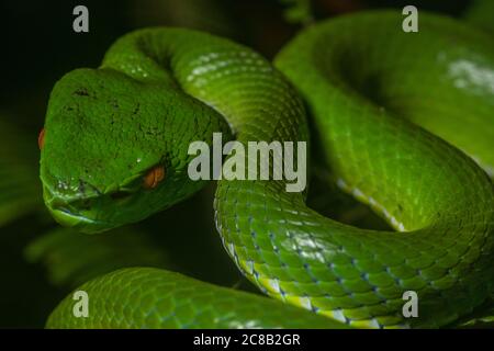 Sabah Bambus-Pitviper (Trimeresurus sabahi) eine wunderschöne Pit-Viper-Art, die in den Regenwäldern von Borneo endemisch ist Stockfoto