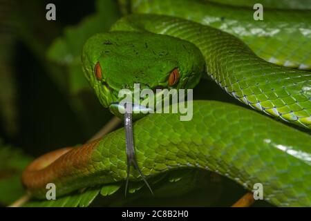 Sabah Bambus-Pitviper (Trimeresurus sabahi) eine wunderschöne Pit-Viper-Art, die in den Regenwäldern von Borneo endemisch ist Stockfoto