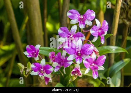 Schöne lila und weiße Phalaenopsis Orchideenblumen mit natürlichem Hintergrund in National Orchideengarten von Singapur botanischen Gärten. Stockfoto