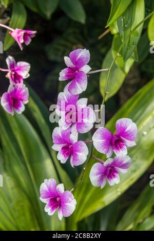 Schöne lila und weiße Phalaenopsis Orchideenblumen mit natürlichem Hintergrund in National Orchideengarten von Singapur botanischen Gärten. Stockfoto