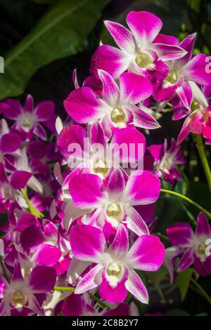 Die Orchidee blüht Denbroium Sonia im National Orchid Garden of Singapore Botanic Gardens. Es ist eine der vielen Dendrobium Hybriden von Orchidaceae. Stockfoto