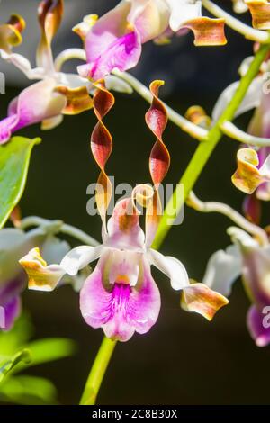 Die Orchidee dendrobium iriana jokowi ist eine Hybride zwischen Dendrobium christabella und Dendrobium haldis morterud Stockfoto
