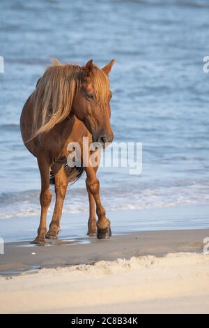 Eine wilde Stute in Currituck, NC Stockfoto