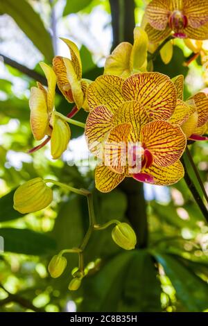 Das Nahaufnahme Bild von hybriden Orchideenblüten ( Phalaenopsis inscriptiosinensis x Phalaenopsis Yungho Gelb Canary ) Stockfoto