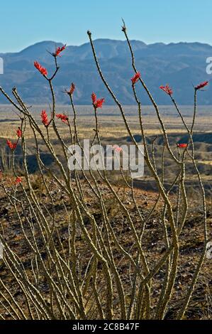 Ocotillo Kaktus mit langen spindeligen Zweigen ragen in der stark trockenen Wüste des Anza-Borrego State Park im Süden Kaliforniens heraus. Stockfoto