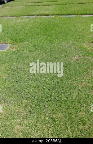 Culver City, California, USA 22. Juli 2020 EINE allgemeine Sicht der Atmosphäre von Pinto Colvig's unmarkiertes Grab auf dem Holy Cross Friedhof am 22. Juli 2020 in Culver City, Kalifornien, USA. Foto von Barry King/Alamy Stockfoto Stockfoto