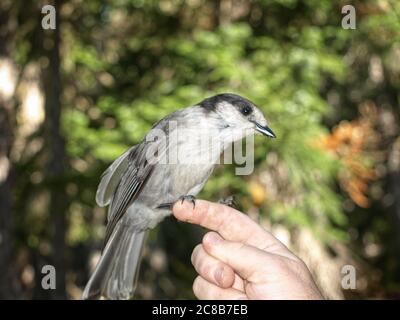 Whiskey Jack auf einem Finger. Diese Vögel sind auch als Lagerräuber, Graujaien oder Kanada Jays bekannt. Stockfoto