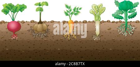 Verschiedene Arten von Gemüse-Abbildung Stock Vektor