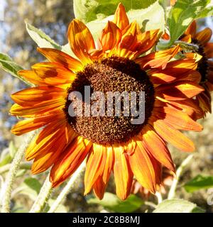 Rote Sonnenblume Stockfoto