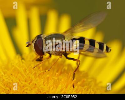 Gemeinsame gebändert hoverfly sitzen auf einer Anlage in ihrem Lebensraum in Dänemark Stockfoto