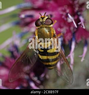 Gemeinsame gebändert hoverfly sitzen auf einer Anlage in ihrem Lebensraum in Dänemark Stockfoto