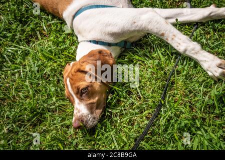 Hund im Gras ruht. Stockfoto