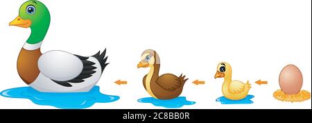 Lebenszyklus einer Ente Stock Vektor