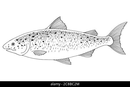 Lachs Fisch Grafik schwarz weiß isoliert Illustration Vektor Stock Vektor