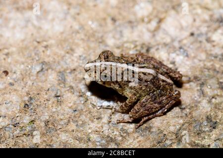 Kleiner Frosch Boophis rhodoscelis, Froscharten, die in den Mantellidae Familie. Masoala Nationalpark, Madagascar Wildlife und Wüste Stockfoto