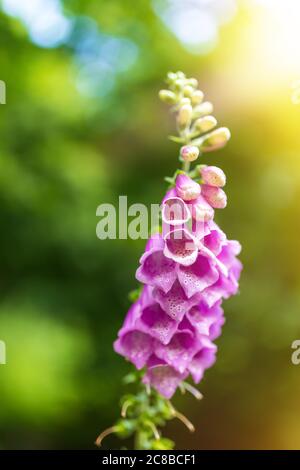 Schöne rosa Blume Purple Füchshandschuhe, Digitalis purea, im Wald, Tschechische Republik Wildnis Stockfoto