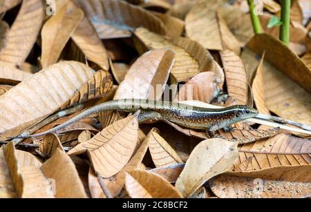 Madagaskar geringelt Eidechse oder Madagaskar versilbert Eidechse (Zonosaurus Madagascariensis), Nosy Mangabe Nationalpark, Madagascar Wildlife und Wildnis Stockfoto