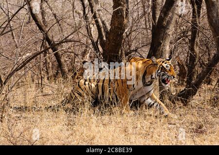 Suchergebnisse Web-Ergebnisse große Katze, die Ruhe in Ranthambore Naturschutzgebiet Stockfoto