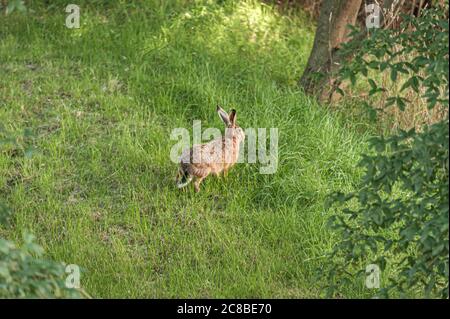 Ein Berghase (Lepus timidus) im grünen Gras unter einem Baum. Stockfoto