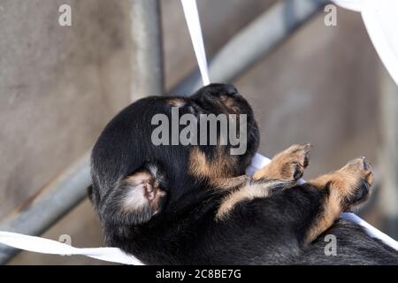 Jack Russell Terrier Welpe liegt in einer Maske. Auf dem Rücken ruhen Stockfoto