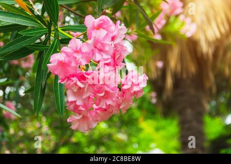 Rosa gesättigte Oleander Blütenstand Nahaufnahme Stockfoto